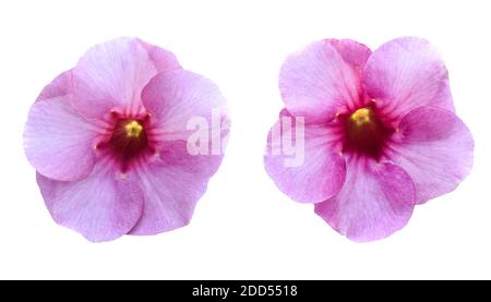 Fleur rose (Allamanda cathartica) isolée sur fond blanc. Objet avec masque. Banque D'Images