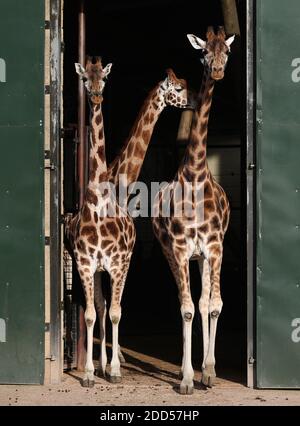 Les girafes de Rothschild sont sorties de la maison de girafe pendant leur repas au zoo de Marwell, dans le Hampshire, où le travail quotidien du zoo se poursuit sans visiteurs tandis que l'Angleterre est dans un confinement national de quatre semaines pour freiner la propagation du coronavirus. Banque D'Images