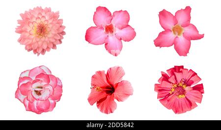 Diverses fleurs rouges isolées sur fond blanc avec un masque. Ensemble de fleurs Dahlia, Adenium, Rose, Zinnia Banque D'Images