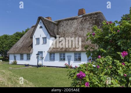 Géographie / Voyage, Allemagne, Schleswig-Holstein, Sylt, Friesenhaus, Tinnum, Additional-Rights-Clearance-Info-non-disponible Banque D'Images