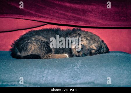 Gros plan du petit berger Illyrien dormant sur un coussin bleu. Visage tranquille. Banque D'Images