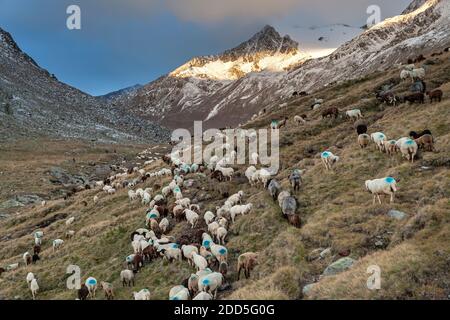 Géographie / Voyage, Autriche, Tyrol, vent, descendre les moutons le berger Schnalstal, moutons à t, droits-supplémentaires-autorisations-Info-non-disponible Banque D'Images