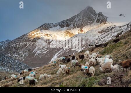 Géographie / Voyage, Autriche, Tyrol, vent, descendre les moutons le berger Schnalstal, moutons à t, droits-supplémentaires-autorisations-Info-non-disponible Banque D'Images