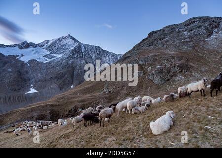 Géographie / Voyage, Autriche, Tyrol, vent, descendant les moutons le berger Schnalstal, à Martin-, droits-supplémentaires-autorisations-Info-non-disponible Banque D'Images