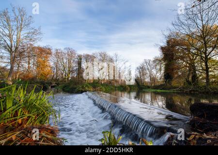 Morden Hall Park, Londres, Royaume-Uni. 24 novembre 2020. Couleurs d'automne au soleil voilé au parc Morden Hall, une oasis de verdure de la banlieue de Londres avec la rivière craie Wandle traversant. Les feuilles d'automne s'accumuler par un déversoir. Crédit : Malcolm Park/Alay Live News. Banque D'Images