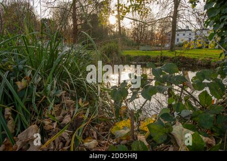 Morden Hall Park, Londres, Royaume-Uni. 24 novembre 2020. Couleurs d'automne au soleil voilé au parc Morden Hall, une oasis de verdure de la banlieue de Londres avec la rivière craie Wandle traversant. Crédit : Malcolm Park/Alay Live News. Banque D'Images