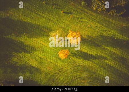 Vue aérienne sur les arbres d'automne dans le parc, thème d'automne coloré. Banque D'Images