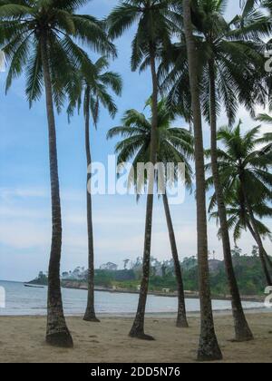 Cocotiers sur la plage de Port Blair à Andaman Et les îles Nicobar Inde Banque D'Images