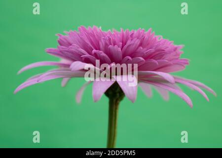 Gros plan de fleur chinoise rose vif avec pétales ouverts isolé sur un fond vert clair et simple et vu de ci-dessous Banque D'Images