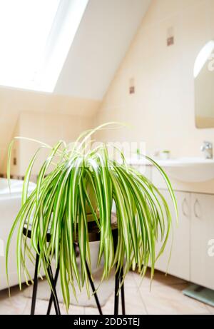 Chlorophytum comosum, appelé plante d'araignée ou plante d'avion poussant dans pot blanc dans salle de bains blanche lumineuse. Grande usine de purification de l'air. Banque D'Images