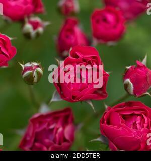 Image macro de roses rouges avec boutons roses et vert feuilles sur fond sombre Banque D'Images