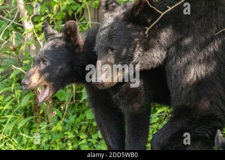 Un couple de l'ours noir des petits errant aroung avec mamma le long Le lit de la crique dans les Great Smoky Mountains Banque D'Images