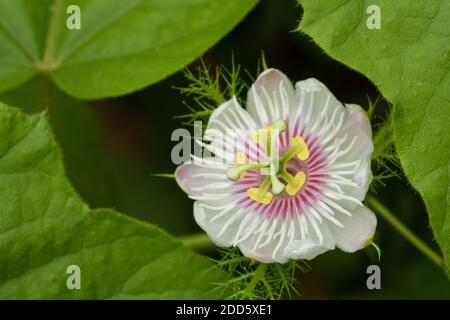 Vue rapprochée de l'angle latéral dans la macro d'un cliquetis fleur de passion Banque D'Images