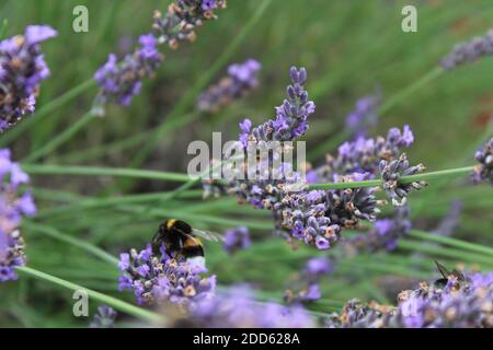 Les abeilles collectent le pollen de la lavande Banque D'Images