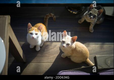 Trois chatons affamés demandant de la nourriture tout en étant assis sous la table, au-dessus de la dose Banque D'Images