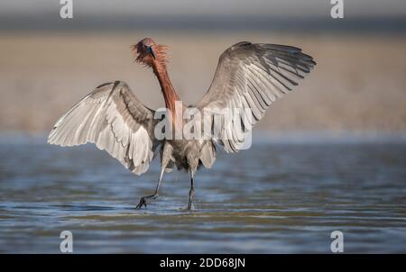 Un aigrette rougeâtre sur la plage en Floride Banque D'Images