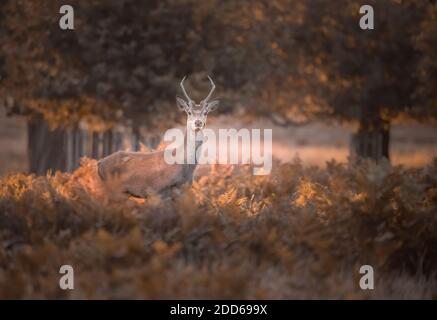 Cerf en jachère en automne Banque D'Images