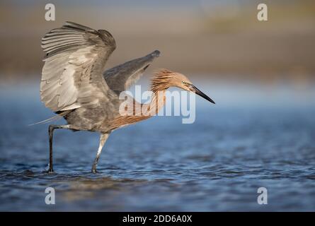 Un aigrette rougeâtre sur la plage en Floride Banque D'Images