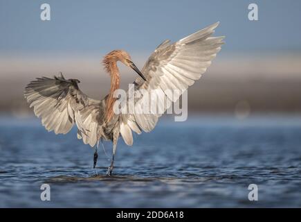 Un aigrette rougeâtre sur la plage en Floride Banque D'Images