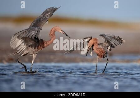 Un aigrette rougeâtre sur la plage en Floride Banque D'Images