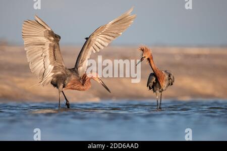 Un aigrette rougeâtre sur la plage en Floride Banque D'Images