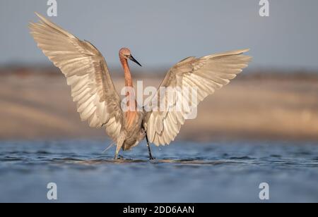 Un aigrette rougeâtre sur la plage en Floride Banque D'Images