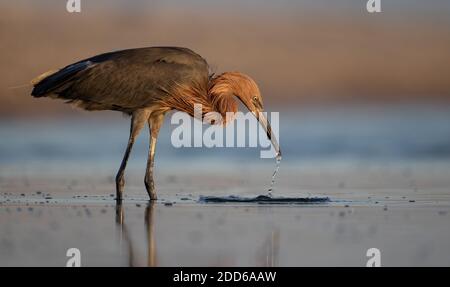 Un aigrette rougeâtre sur la plage en Floride Banque D'Images