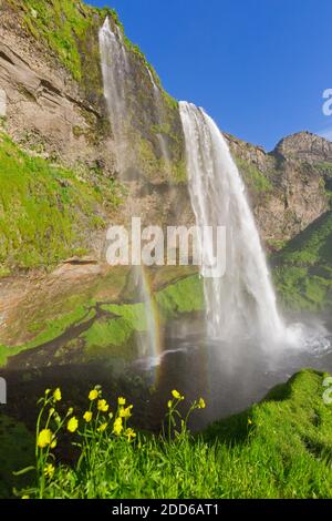 Chute d'eau de Seljalandsfoss, partie de la rivière Seljalands en été, région du Sud, Islande Banque D'Images