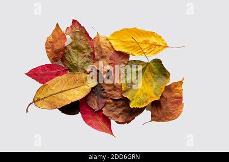 Feuilles multicolores sèches isolées sur fond blanc. Arrière-plan d'automne avec espace de copie. Banque D'Images