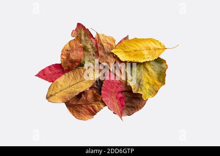 Feuilles multicolores sèches isolées sur fond blanc. Arrière-plan d'automne avec espace de copie. Banque D'Images