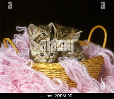 European Brown Tabby Domestic Cat, Kitten debout à Whool Banque D'Images