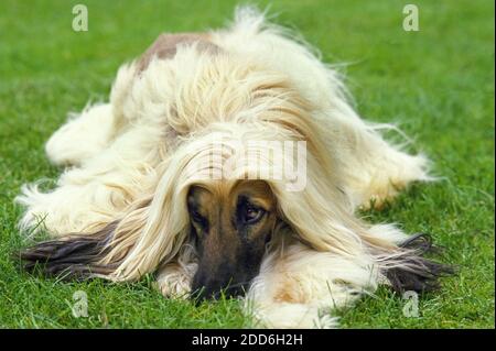 Lévrier Afghan, Chien adulte portant sur l'herbe Banque D'Images