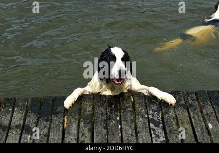Chien Landseer, des profils dans l'eau Banque D'Images