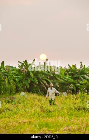Homme travaillant dans les champs de riz au lever du soleil dans le delta du Mékong, Vietnam, Asie du Sud-est Banque D'Images