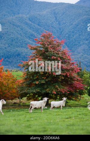 Moutons dans le parc naturel Hanmer en automne, chemin Lewis Pass, région de Canterbury, Île du Sud, Nouvelle-Zélande Banque D'Images