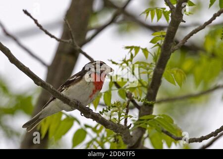 Un petit Grosbeak aux jeunes roses, Pheucticus ludovicianus Banque D'Images