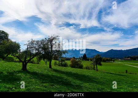 Plantes dans un paysage estival Banque D'Images