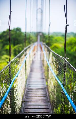 Jungle Canopy Walk dans la forêt amazonienne à Sacha Lodge, Coca, Equateur, Amérique du Sud Banque D'Images