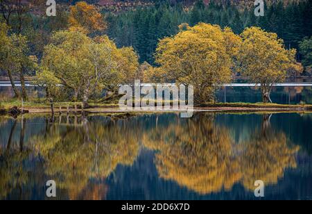 Un petit groupe d'arbres dans le parc national des Trossachs Reflet dans l'eau calme du Loch ARD Banque D'Images