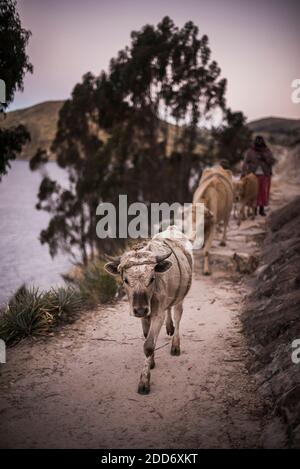 Bétail au village de Challapampa, Isla del sol (île du Soleil), lac Titicaca, Bolivie, Amérique du Sud Banque D'Images