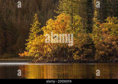 Exposez les arbres à la lumière du soleil dans leurs couleurs d'automne, reflétant dans le calme Eau du Loch ARD dans le parc national de Trossachs Banque D'Images