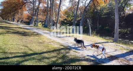 Deux chiens amis qui marchent à la maison sur une route du sud du Texas à l'automne. Banque D'Images