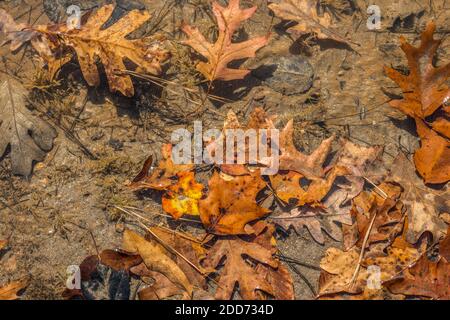 Gros plan sont des feuilles tombées dans le lac avec un peu submergé sur le fond et quelques flottent sur l'eau surface sur une journée ensoleillée en automne Banque D'Images