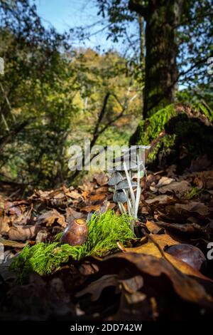 Un petit groupe de champignons pousse parmi les feuilles sèches de la forêt dans un coin où la lumière du soleil pénètre à peine. Banque D'Images