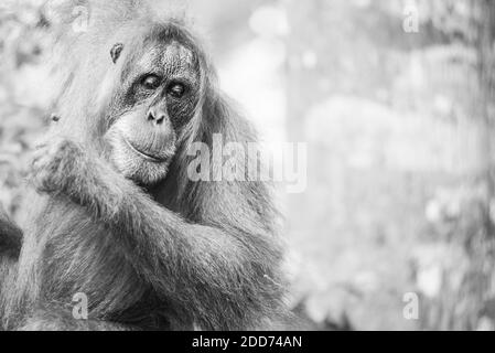 L'orang-outan (Pongo Abelii femelle) dans la forêt tropicale près de Bukit Lawang, parc national de Gunung Leuser, Nord de Sumatra, Indonésie, Asie Banque D'Images