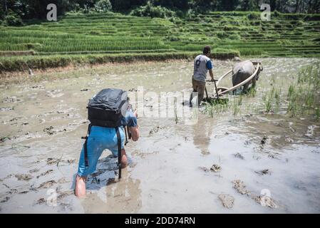 Labourage de rizières avec du Buffalo aquatique près de Bukittinggi, Sumatra Ouest, Indonésie, Asie Banque D'Images