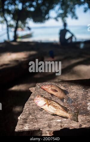 Vivaneau disposé dans le, pris pendant la pêche de l'île de Marak, une île tropicale déserte près de Padang dans l'ouest de Sumatra, Indonésie, Asie Banque D'Images