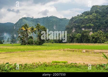Rizières et falaises dans la vallée de Harau, Bukittinggi, Sumatra Ouest, Indonésie, Asie Banque D'Images