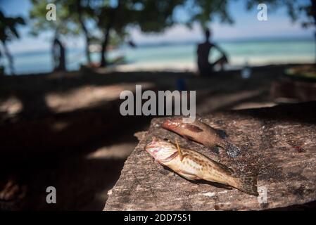 Vivaneau disposé dans le, pris pendant la pêche de l'île de Marak, une île tropicale déserte près de Padang dans l'ouest de Sumatra, Indonésie, Asie Banque D'Images
