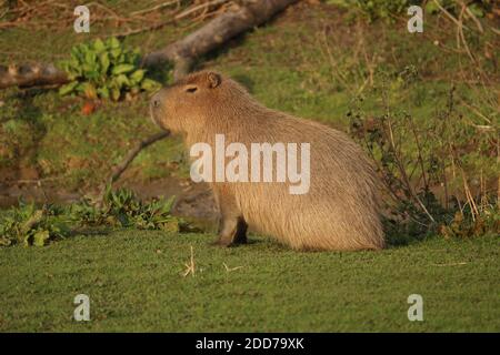Capybara (Hydrochoerus hydrochaeris) au zoo de Chester Banque D'Images
